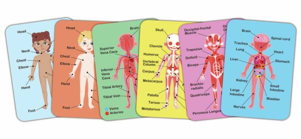 Rompecabezas Magnético del Cuerpo Humano