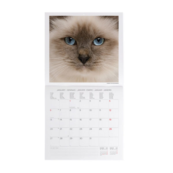 Calendario de Pared 2025.-Cats